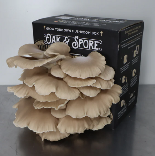 Velvet Oyster Mushroom Kit