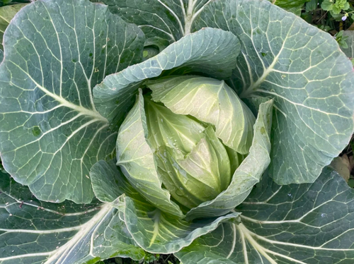 Cabbage