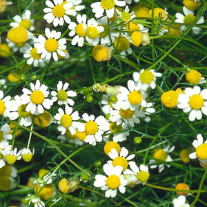 Eco seeds Chamomile Lawn Seeds